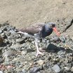 Black Oystercatcher